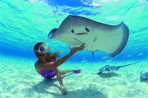Il modo migliore per interagire con la fauna oceanica a pranzo. 6H