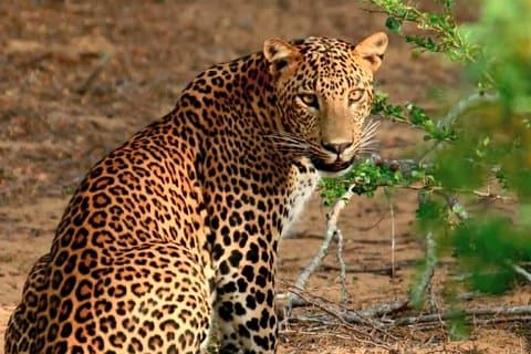 Wild-Life Tour Of Sri Lanka - 10 Days