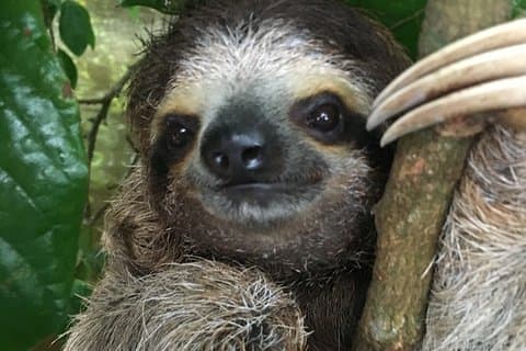 Manuel Antonio National Park: A Complete Wildlife Experience