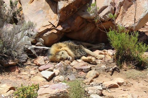 Visit African Big 5 Safari Aquila Game Reserve from Cape Town - full Day