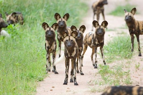 Unveil Tanzania’s Hidden Gems: Ruaha, Selous, & Mikumi Safari