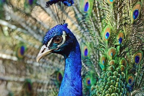 Naturaleza sri lanka