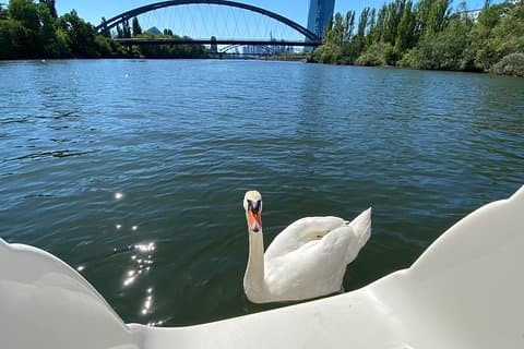 Verken Bird & Marine Wildlife privérondvaart in het Engels