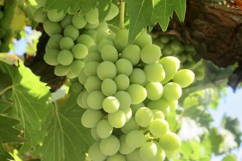 Napa & Sonoma Wine Tour Visites privées 8 à 10 heures max 14 personnes