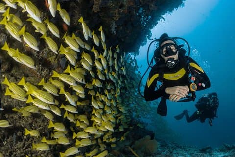 Scuba recension