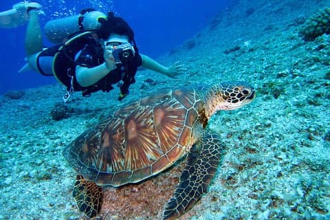 Discover Scuba Diving