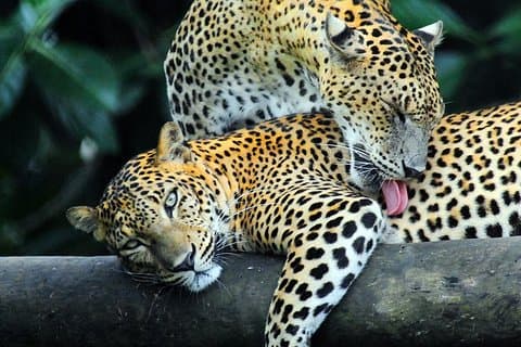 Äventyr Sri Lanka (5N/6D)