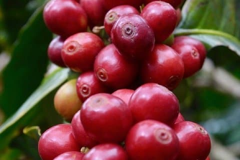 5 Days Traditional Coffee Zone