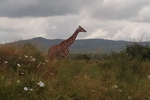 ツァボイーストN / Pとタイタヒルズ野生生物保護区への3日間のサファリ。