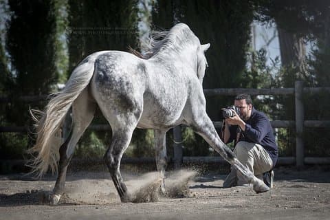 Corso di fotografia equestre