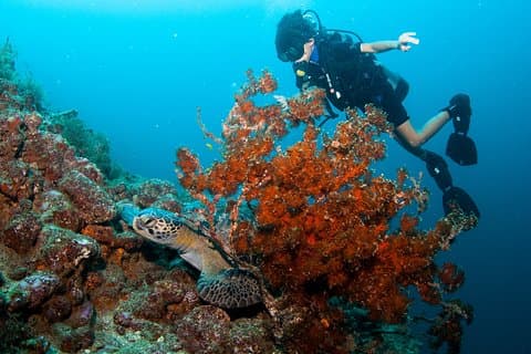 Puerto Vallarta Plongée sous-marine privée