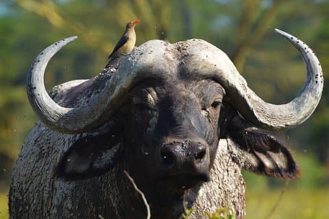 Safari de 14 días por los cinco grandes animales de Kenia y Tanzania desde Nairobi
