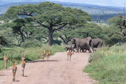 8-dages privat safari i Tanzania