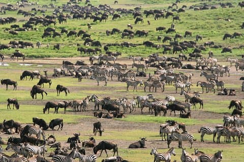 7-daagse privémigratiesafari in Tanzania