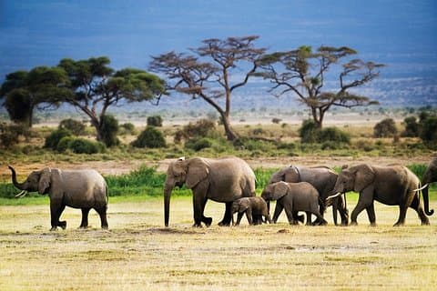 Safari privado de medio día en Tanzania de 2 días