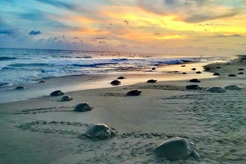 4 in 1 Tour - Mazunte, Cacaofabriek, Nationaal Park La Ventanilla & Turtle Spawn
