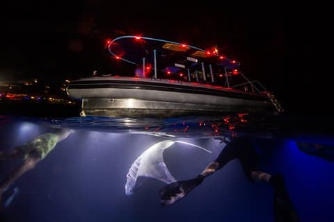 Night Manta Ray Experience