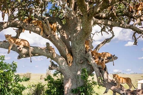 6-Day Serengeti Migration: Private Safari with Mid-range Luxury