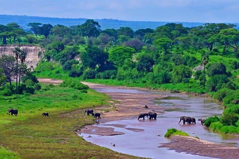 Dagstur Safari til Tarangire nasjonalpark