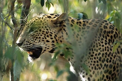 Sri Lanka Leopard Trail (15 N / 16 D)
