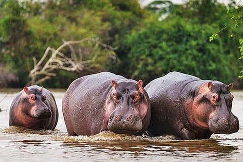 Safari d'une journée - Parc national de l'Akagera avec safari en bateau sur le lac Ihema en option