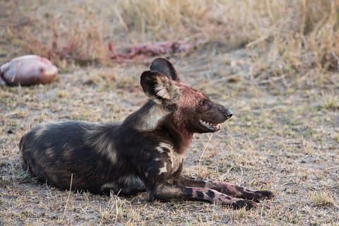 1-day Ngorongoro Crater Tanzania Sharing Joining group Safari