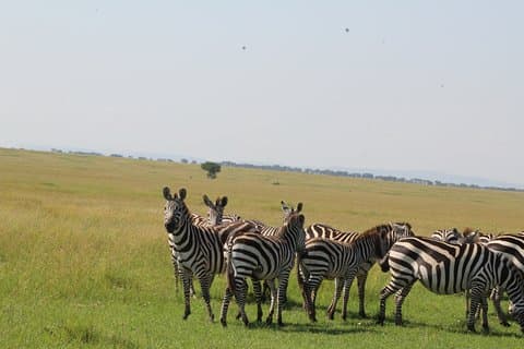 2-Day Tour in Tarangire and Ngorongoro