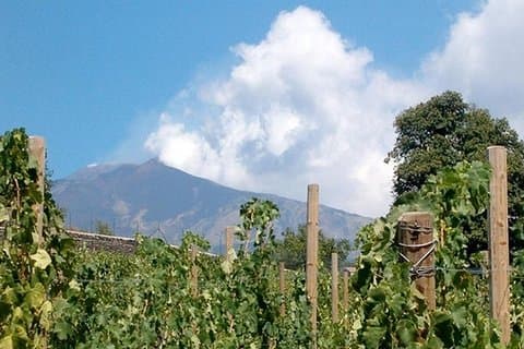 Privat besök i Etna-källarna med vinprovning