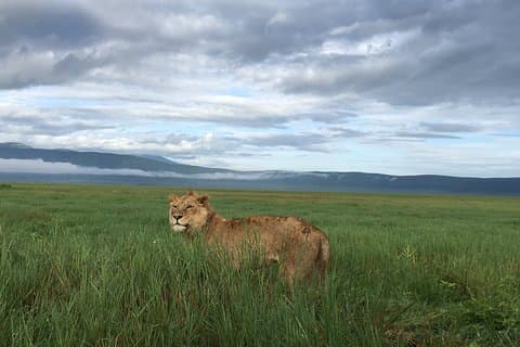 5 días lago Manyara, Serengeti y cráter Ngorongoro