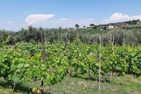 Visite des vins de Castelli Romani