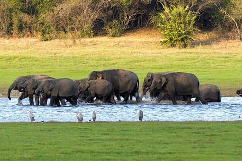 Kaudulla nasjonalpark privat safari fra Habarana
