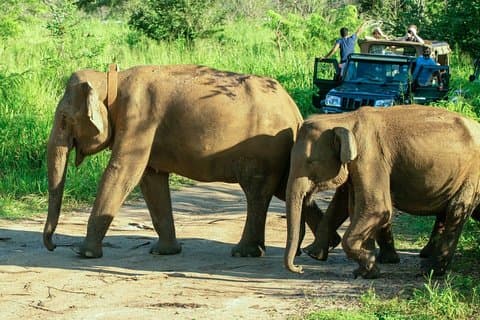 Hurulu Eco Park Private Safari med Naturalist