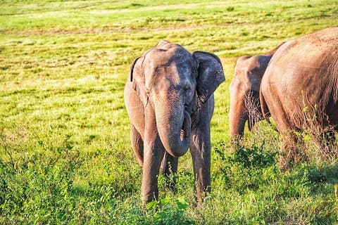 Safari privé Hurulu Eco Park au départ de Dambulla