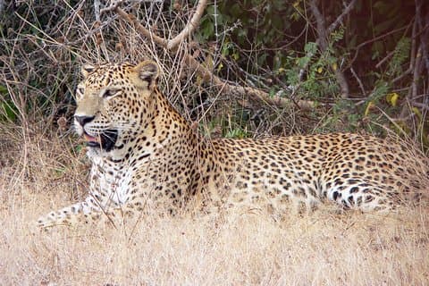 Yala Leopard Safari vanuit Hambantota & Terugreis