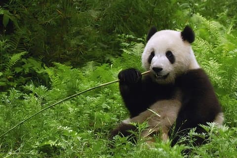 All-inclusive privédagtrip: Hutongs, Lama Temple & Panda House met lunch