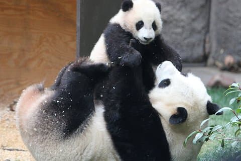 All-inclusive Day Tour: Mutianyu Great Wall & Beijing Panda Zoo with Local Lunch