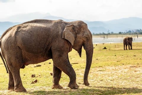 Safari en el Parque Nacional Udawalawe desde Panadura
