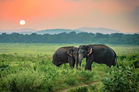 Safari nel Parco Nazionale Udawalawe dal Monte Lavinia