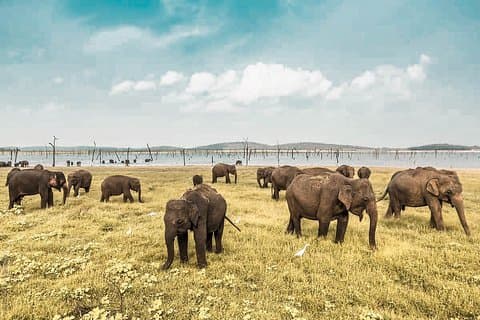Wild Elephant Safari i Minneriya National Park