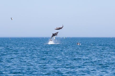 ファロでの少人数のイルカと野生動物ウォッチング ツアー