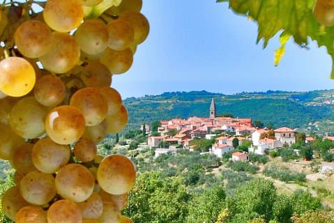 Istrie slovène | Excursion privée hors croisière au départ de Koper
