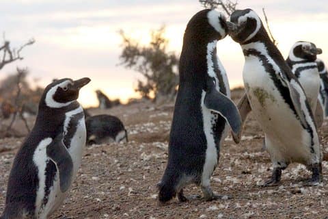 Observação de pinguins em Punta Tombo