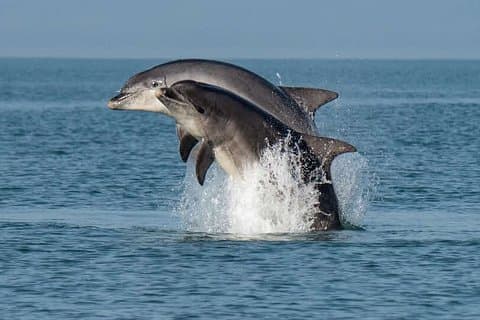 Delfinkreuzfahrt