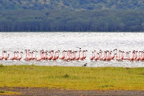 Passeio romântico em Nakuru
