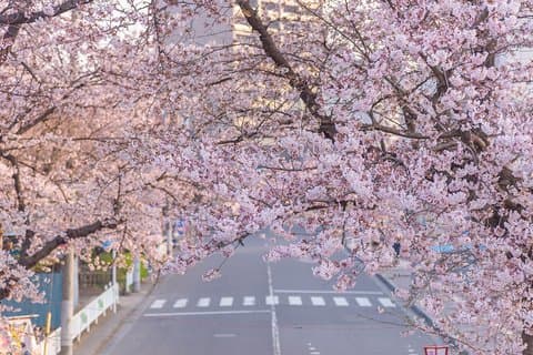 Private Romantic Walking Tour In Saitama