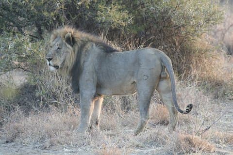 1-day Manyara N.P Tanzania small group sharing Joining safari