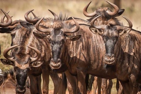 2 Days Tanzania Safari Special Offer: Sharing Group to Arusha N.P