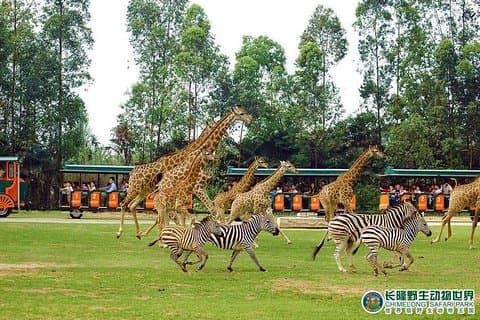 Guangzhou Private Day Tour naar Chimelong Safari Park