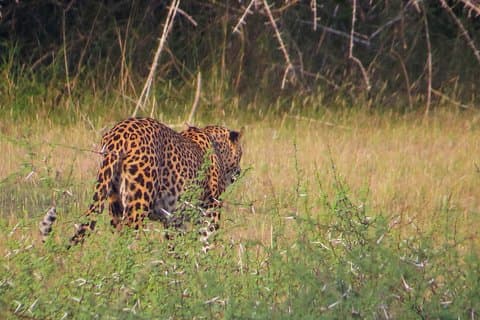 Safari de aventuras salvajes desde Wilpattu