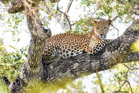 Wilpattu National Park Safari med naturforskare